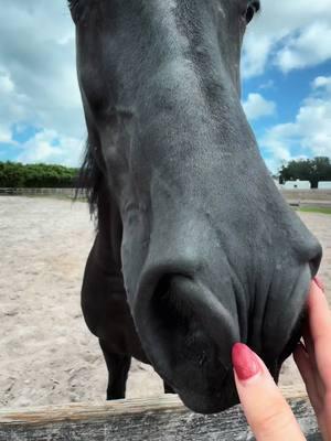 Found an old video of Izzy girl talking about how hard it is to be a 3 time national champion 🏆❤️#equestrian #equestrianlife #fyp #fypage #horse #horsesoftiktok #horses #mares #maresoftiktok #mare #arabian #arabians #arabianhorse #arabianhorsesoftiktok #halfarabianhorse #friesian #friesianhorse #friesiansoftiktok #talking #champion #showhorse #showhorses 