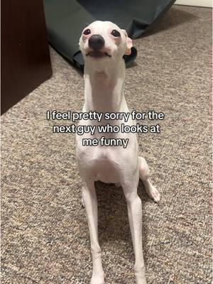 sorry yeti 🤣💀 #italiangreyhound #iggiesoftiktok 