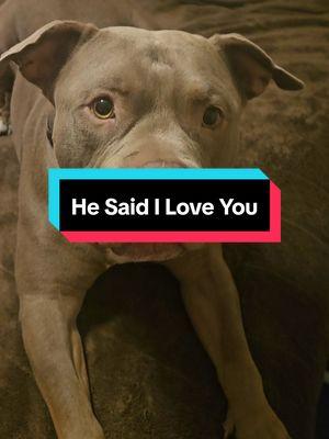 Nova Said I Love You 🐾❤️🐕 #americanbullybreed #PetsOfTikTok #dogsoftiktok #adorabledog 