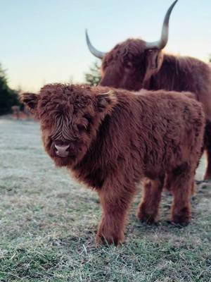 Neyland #millcreekfarmstn #cookevilletennessee #foryoupage #tennessee #highlandcattle #bull #fyp #calf #gavinadcock 