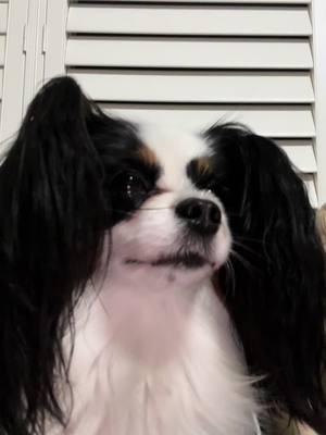 #fyp #papillon #papillons #papillonsoftiktok #dogsoftiktok #perros #body #kindness #inspiration #funnyvideo 