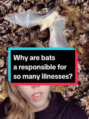 #wildlife #science #biology #bats #ecology 