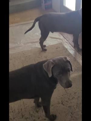 1st snow for Sampson and Sophie! #dogmom #tailwagging #dogsofttiktok #dogsoftiktokviral #sampson #spoiledrotten #sampsonthespoiledsilver #sophie #sophiethesilverlab #playball #howcute #PetsOfTikTok #sophiegirl #sophaloaf #prettygirl #snowday #dogsinsnow #snowdog #1stsnow #dogmom #PetsOfTikTok #petsitting #petsitter #goforawalk #cuddles #yourgirllovesya 