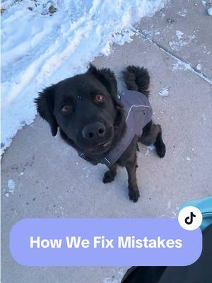 Ever wondered how we fix mistakes? Watch this 🙃🐕‍🦺❄️ #hanktherescue #handsomehank #servicedoghank #hanktheservicedog #sdhandler #servicedoghandler #servicedogsoftiktok #servicedoglife #servicedogteam #rescuedog #rescuedogtransformation #rescuedogtoservicedog #rescuedogsoftiktok #diabeticalertdog #dogsoftiktok #ownertrainedservicedog #traineddogcheck #DogTraining #t1d #t1dlife #t1dlookslikeme #offleashtrained #recalltrained #traineddogshavemorefun #lifewithaservicedog #fluffywater #denverweather #offdutyservicedog #medicalalertdog #traineddogshavemorefun #dogtrainingtips #servicedogmistake 