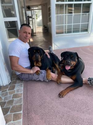 Esperando nuevas crías 💪🏻#rottweiler #perrosfelices #amor❤️ #amor 