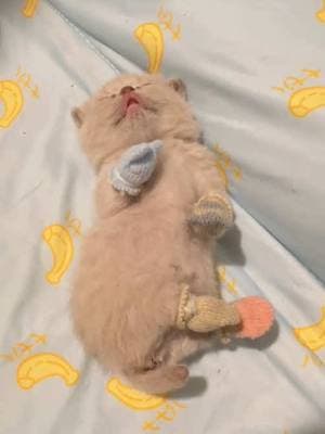 The baby has tiny socks 🧦 🥹🥹 #cat #cats #catsoftiktok #kitten #kittensoftiktok #cutecat #babycat #fyp #fypシ 