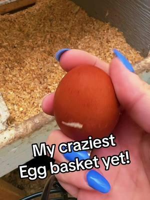 More chicken content???  #marylandrealestateagent #marylandcheck #easternshoremd #backyardchickens #chickensoftiktok #chestertownmd #easternshore #marylandtiktok 