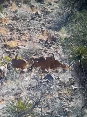 West Texas Aoudad Sheep #royhurley #sproulranch #hunthesproulranch #kuiu #kuiunation #kuiu_official #ranchlife #KeepRanchin #foryoupage #outdoorsmans #aoudad #aoudadhunting #westtexasaoudad 