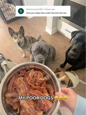 MY POOR DOGS 😩😩😩 #dogasmr #dogs #spoileddogs #dogmom #lifewithdogs #bacon 