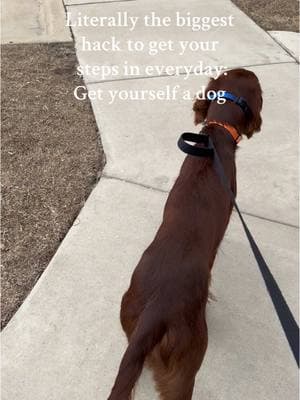 I easily get 9-11 thousand steps in just from our daily walks #LifeHack #fyp #dogwalk #10ksteps #irishsetter #dogmom #hotgirlwalk #hotgirlsummer #hacks #getyourstepsin 