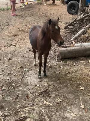 Baby Harlee…her little squeal 🥺😍#harleequinn #itsmeharlee #mommysprincess👑🎀 #hackneypony #filly #ilovemykiddos❤️😘 