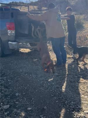 Hound#houndsman #houndsoftiktok #hounds #country #countryboy #countrylife #dryground #lionhunting #greatlife #raisethemright #dogsoftiktok #dogs #newmexico #newmexicocheck#Outdoors 