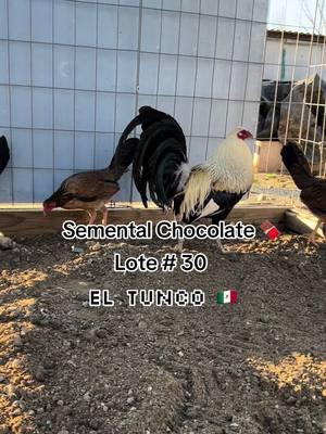 Lote #30 semental chocolate 🍫 con sus damitas #gallosfinos #gallo #corridos #regional #gamefowlbreeders #gamefowl #mexico🇲🇽 #piedecria #hatch #texas #