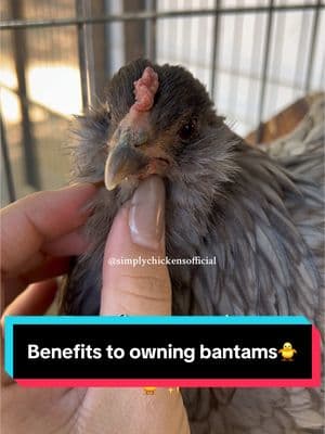 Benefits/disadvatages to owning bantam chickens! 🐥✨ #bantam #bantamchicken #chickens #farm #bantams #homestead #farmlife #chickensoftiktok #foryoupage 