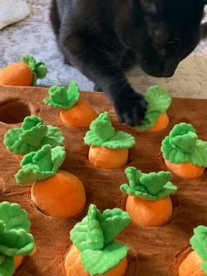 Little gardener 🥕🐈‍⬛🥕 #tiktokshopjumpstartsale #PetsOfTikTok #pettoys #petproducts #petenrichment #enrichmenttoy #catsoftiktok #forupage #fyp #foryoupage 