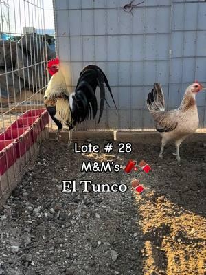 Lote #28 M&M’s uso personal, #gallosfinos #gallo #corridos #regional #gamefowlbreeders #gamefowl #mexico🇲🇽 #piedecria #revista #texas #feriadeabril #tepatitlan #arandasjalisco 