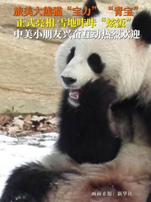 On the morning of January 24th, Eastern Standard Time, China’s giant pandas "Bao Li" and "Qing Bao" made their first public appearance in the U.S. The crowd's calls of “Xiongmao” in Chinese echoed through the air. #pandas #Baoli #Qingbao