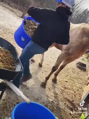 #fyp #horses #flyoverstates #equinetherapy #ruralamerica #workout #chores #muckboots 