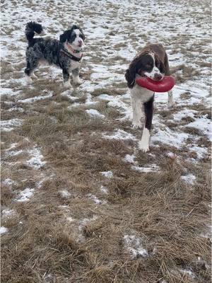 Besties #puppies #pinknosedog #pinknosepup #mansbestfriend #girlsbestfriend #mountaindog #snowdog #thatpinknosedpup