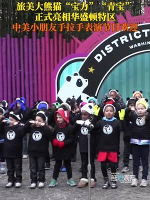 On January 24th, Eastern Standard Time, the giant pandas Bao Li and Qing Bao officially made their debut. Children from both China and the U.S. performed a joint program to welcome the pandas, filling the scene with cuteness everywhere! #pandas #Baoli#Qingbao #performance