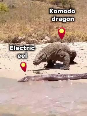 🎥🐉 The ultimate showdown! 🐊⚡A Komodo dragon vs. an electric eel—who will come out victorious in this electrifying battle of nature? ⚡🐍 Watch as these two incredible creatures face off in a clash of strategy and instincts. Will it be the powerful predator or the shocking defender? @wild_portal_77 #NatureShowdown #WildlifeBattle #KomodoDragon #ElectricEel #evergladesholidaypark