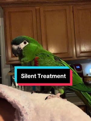 Never thought my bird would give me the silent treatment but here we are. #parrots #parrot #parrotlover #parrotlovers #bird #birds #birdlife #birdlovers  #lovethem #lovehim  #funnybirds #talkingbirds #adorable #hahnsmacaw #hahnsmacaws #birdsoftiktok #macaw #macawsoftiktok #hahns #macawsofig 