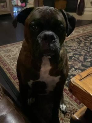 Ozzy says I love you sooo good!! ❤️💕When treats are involved!! 😂 #ozzy #dog #dogsoftiktok #boxer #dogtalk #talkingdog #iloveyou #talkingpet #fyp #fyi 