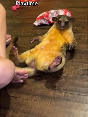 #tiktoker #kinkajou_monkey #fypage #trending #fypシ゚viral #fyp #tiktokisback #monkeybusiness #kinkajoumaracaibo #kinkajou 