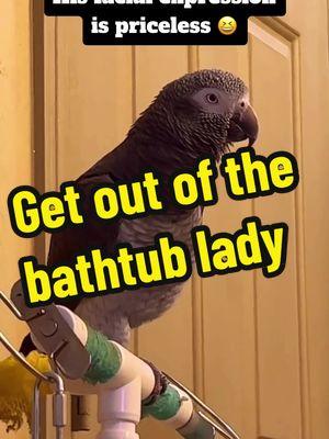 Damnit lady, get out of the bathtub already 😆 how long does it take #leosworld #talkingparrot #africangrey #insults #birdintelligence #seentoomuch #funnypet #