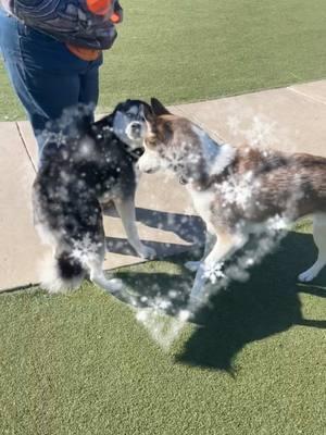 GROVER SAID ENOUGH IS ENOUGH 🤚🏻 ❄️ #enoughanna #enoughisenough #letitgo #frozen #dogparkdrama #dogsoftiktok #doglovers #dogparks #huskylife #huskysoftiktok #fyp