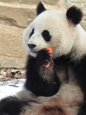 The adorable pandas #Baoli and #Qingbao made their debut in the US. And guess what? Local kids have even learned to say "xióng māo" (panda) in Chinese! #pandaeyes 