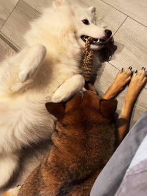 @VALERIAN #furbaby #furbabies #goodmorning#grandrising #sonyathesamoyed #sonya #samoyed #kanatheshibainu #kana #shibainu #puppy #puppies #dog #dogs #dogsoftiktok #puppiesoftiktok #Love #❤️ #puppylove #fyp #viralvideos #fy #fyyp #fyyy #fyyyy #animals #baby #babies #dogtoy #dogtoys #sister #BestFriends #followforfollow #follow4follow #please #thankyou #gracias #xiexie #谢谢 #grazi #merci #спасибо #شكرا لك. #ありがとう #peace #peaceonearth 