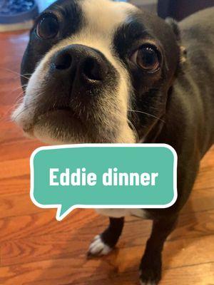 When’s dinner?! #eddietheboston #winnietheboston #bessietheboston 