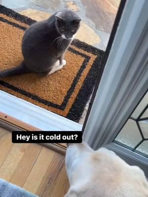 It's been Scary Cold 🥶 #theneighborscat  #dogandcatfriends  #neighborcatcomesover #onthisday 