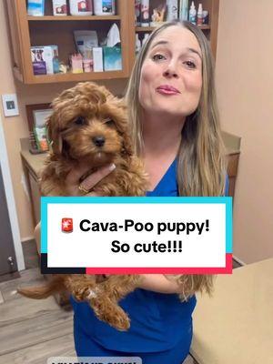 CUTEST CAVA-POO PUPPY! 🧡❤️ #Cavapoo #cavalierkingcharlesspaniel #kingcharlescavalier #cavapoopuppy #cavapoodle #cavapooworld #cavapoogram #cavapooworld #cavapoolife #cavapoodaily #puppyoftheday #puppiesoftiktok #puppies #puppylove #puppyfun #puppytraining #puppyvaccines #veterinarian #drlindsaybutzer