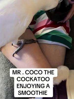 Mr. Coco enjoys a smoothie with his mom!##cockatoo##2toos##cockatoolife##MRCOCOTHECOCKATOO##dinosaur##parrot##dinosaur##fypシ##manhhappiness@@Nicky