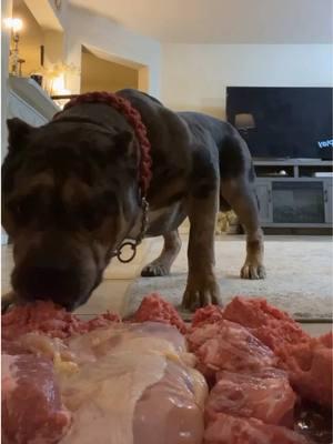 Dracula loves his raw meat!  Pause😏 🔥 🔥 🔥 🔥 🔥 🔥 🔥 🔥 🔥 #pitbull #pitbullsofinstagram #pitbullpuppy #pitbulllove #pitbulls #puppy #wildlife #rottweiler  #fit #beautiful  #bulldog #pitbullsofficial #Love #fight #englishbulldog #wildlife #frenchbulldog #dogsofinstagram #dogs #dog #Love #pitbullove #nature #puppies #pitbullinstagram #pitbullterrier #lion I’m #instagood #animal #americanbully