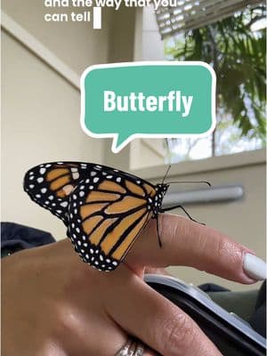 Butterfly miracle. #gmmiami #miamiflorida #miamiteacher #latinateacher #teachervlog #makeschoolfun #iteachthird #lifecycleofabutterfly #lifecycleofacaterpillar  