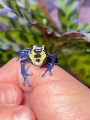 PET POISON DART FROGS!!!🐸 #poisondartfrog #poisondartfrogs #dartfrog #dartfrogs #frog #frogs #amphibian #fyp