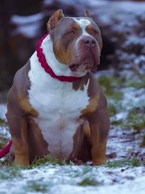 He is so beautiful, Goldbar 🔥 🔥 🔥 🔥 🔥 🔥 🔥 🔥 🔥 #pitbull #pitbullsofinstagram #pitbullpuppy #pitbulllove #pitbulls #puppy #wildlife #rottweiler  #fit #beautiful  #bulldog #pitbullsofficial #Love #fight #englishbulldog #wildlife #frenchbulldog #dogsofinstagram #dogs #dog #Love #pitbullove #nature #puppies #pitbullinstagram #pitbullterrier #lion I’m #instagood #animal #americanbully