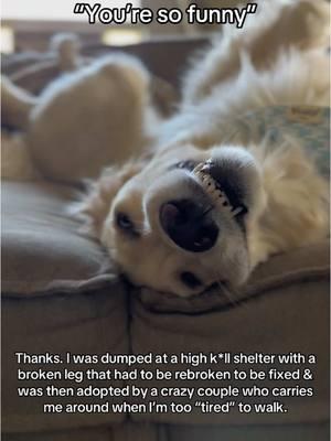 Just a silly little goose #doglife #yourefunny #sillygoose #dogrescue #rescuedog #rescue #goldenretriever #retrieversoftiktok #happygirl #teef #doggo #trauma #bestdog #smiles #dogsmile 