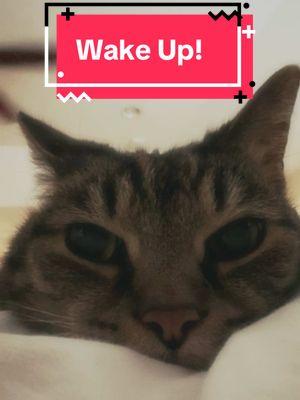 Time to wake up! Happy #caturday #maddox #goodmorning #weekendvibes #saturday 