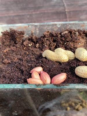 how to grow peanuts at home #garden #viral #plant #gardening #fyp #ideas #foryou #plants #foryoupage #trending #shorts #reels #peanut 