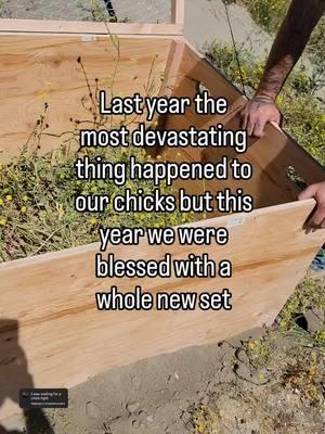 During our move last summer, my son Ford called me, crying, with panic in his voice as he said "mom please hurry back. Something is happening to the chickens! They're shaking and foaming at the mouth and dying!!!! Please help me mom!" My eyes are filling up just thinking about that call. It's something that will forever be a gut wrenching core memor for all of us. A couple of my brothers were with us that day and even they get emotional thinking about how they had to watch their tough little nephews turn to mush. We suspect they were poisoned since this happened 45 minutes after we picked them up from our previous home and it isn't the 1st time our animals were poisoned while living at that location. But for every door that closes, God opens another. David ran into one of the neighbors recently and she mentioned she had hatching eggs for sale. Turkeys, guinea fowl, ducks, geese, and over 10 different breed of chicken eggs. (All the ones we had from our previous flock). We had purchased 2 incubators last year that we still hadn't used so we figured, why not. The kids (and us parents) are so excited to reignite our love for chicken keeping. next step is building a new chicken coop so be sure to follow if you want to see what we come up with. #chickencoop #fancychickens #chickenbrooder #chickbrooder #chicknursery #homestead #chickens #chicken #chickensandbabies #outdoorbaby #farmbaby #momof4 #ameraucana #ameraucanachicken #Americana #chickenlife #naturebaby #motherhood #whenyourbestfriendisachicken #shorts #youtubeshorts #farmbebe #babiesandchickens #baby