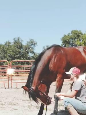 All athletes need to stretch #rockinkhorses #imawitchdoctor #Goose #bayhorse #baygelding #PieTownNM #NewMexico #barrelhorse #barrelracer #nmtrue #random #randomvideo #FNX #FNXelite #fnxfit #fnxambassador #hygainfeeds #rankestrope 