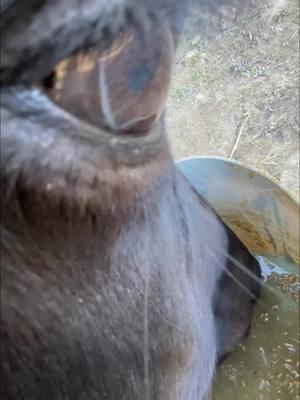 What kind of animal is this?🤔 #funny #fisheye #cute #animals #horseriding #food #equestrian #asmr #slurp #horse #horserider #animalsoftiktok #weird 