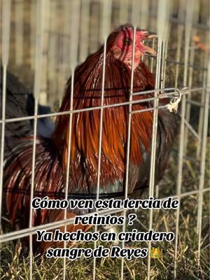 #viral #fyp #world #fypシ #parati #mundo #fypシ #parati #mundo #gallosworld #amantesdelaplumafina🐓🐓 #gallosfinos💯 #kikirikis #gallitosminiatura #paratodoelmundo #chicken #bantam #gallosaztecas #kikirikispatacorta #OEGB #farm #bantamchicken 