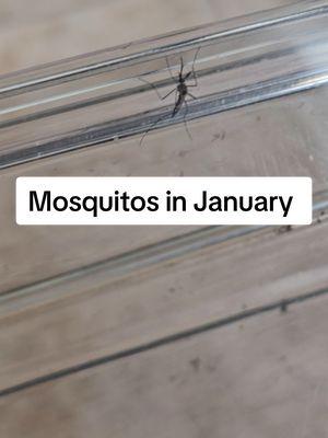 Mosquitos in January 😭 #CarnivorousPlants #CarnivorousPlant #Mosquito #Sundew 