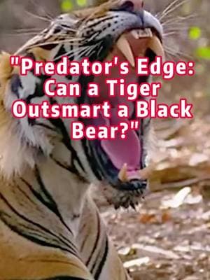 "Predator's Edge: Can a Tiger Outsmart a Black Bear?" #Tiger #Black bear #animal #animals #animalworld #animaltiktok #foryoupage #fpy 