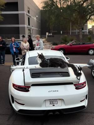 GT3RS x Munchkin #cat #kitty #gt3 #gt3rs 